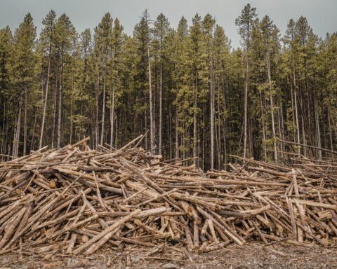 hari bumi 2026, walhi