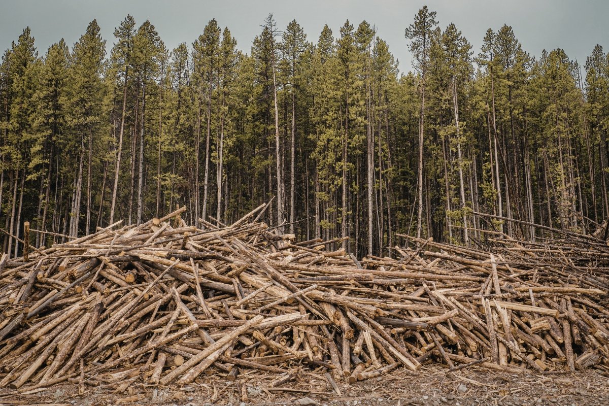 hari bumi 2026, walhi