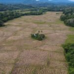 WALHI Nilai Ekspansi Food Estate Berisiko Menggerus Pangan Lokal