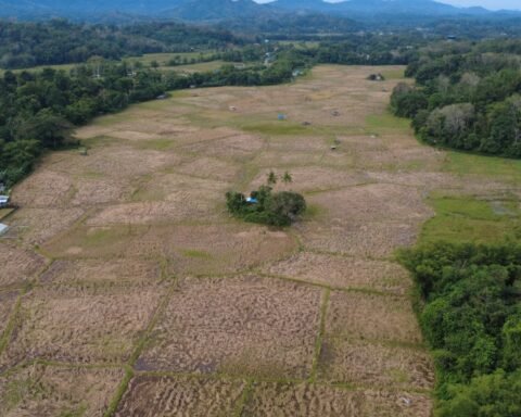 WALHI Nilai Ekspansi Food Estate Berisiko Menggerus Pangan Lokal