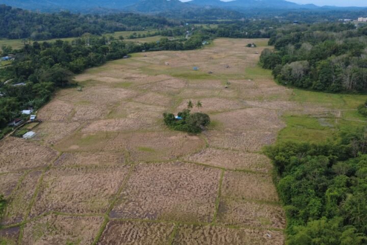 WALHI Nilai Ekspansi Food Estate Berisiko Menggerus Pangan Lokal