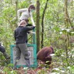 orangutan Dilepasliarkan ke Hutan Kalimantan 1 | Mega Asri Lestari