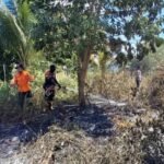 bpbd palangka raya padamkan karhutla |